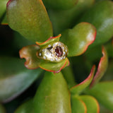 BAGUE DISCIA GRENAT